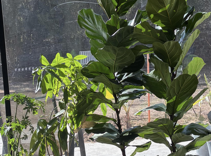 Primavera en Febrero